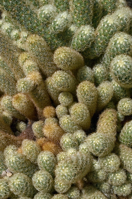 Cacti, Botanisk Hage, Oslo, Norway, June 2010 